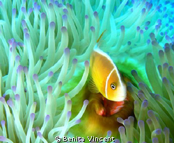 This lovely anemone fish was close to Hideaway Island, Va... by Benita Vincent 
